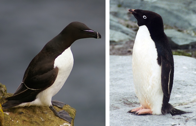 Fichier:Pingouin vs manchot.jpg